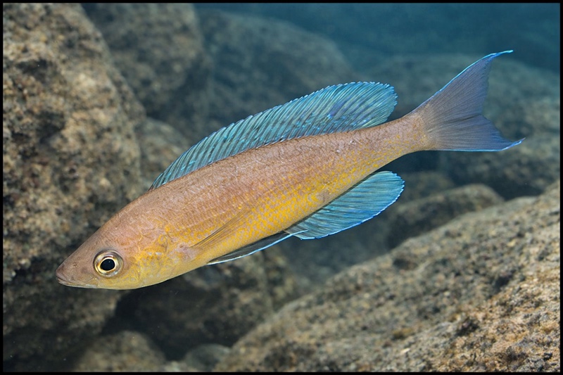 Cyprichromis pavo 'Mupapa'